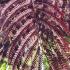 Albrizia Julibrissin Summer Chocolate is also known as the Purple Silk Tree. For sale online with UK nationwide delivery.