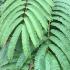 Albizia Julibrissin Ombrella tree foliage detail, beautiful fern like leaves and spectacular pink flowers