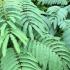 Albizia Julibrissin Ombrella mature tree showing arching habit - stunning tree with pink silk like flowers