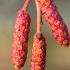 Red cone-like male catkins of Alnus Incana Aurea or Grey Alder Aurea tree in Springtime, Buy online UK