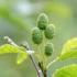 Alnus Incana Laciniata Grey Alder, an exceptionally hardy type of Alder tree with deeply dissected feathered leaves. Buy online UK delivery