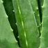 Aloe Vera Plants to Buy Online with UK delivery