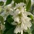 Amelanchier alnifolia Obelisk upright tree with white flowers