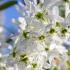 Amelanchier Ballerina deciduous tree with white star shaped flowers