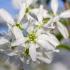 Amelanchier Ballerina tree in spring with clusters of white flowers