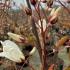 Amelanchier Snowflakes with buds beginning to bloom.