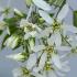 Amelanchier Lamarckii white flowers in Spring