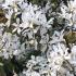 Blossom of Snowy Mespilus tree in Springtime, showing the mass of blooms