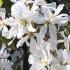 Blossom detail of Amelanchier Lamarckii - flowering in March in the UK