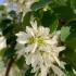 Amelanchier Obelisk elegant tree fragrant white blossoms in Springtime, thrives in UK gardens