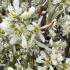 Amelanchier Rainbow Pillar beautiful clusters of white flowers in Spring