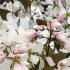 Amelanchier Robin Hill blossom in early Spring, beautiful white and pink tinged flowers 