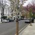 Amelanchier Robin Hill an ornamental pink and white flowering tree in early Spring