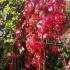 Virginia Creeper (also known as American Woodbine or Five Leaved Ivy), captured here in its full autumn glory