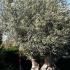 Olive Trees, Evergreen Trees, UK - Buy 1 Get 1 Free!