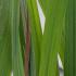 Andropogon Gerardii Red October is a prairie grass that is perfect for soil erosion control, it has very attractive foliage, for sale UK.