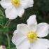 Anemone Hybrida Honorine Jobert Japanese Anemone Perennial