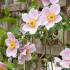 Anemone Hybrida Queen Charlotte Japanese Anemone