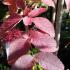 Autumn colours of Japanese Angelica Tree for sale at our London plant nursery, UK