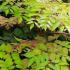 Aralia Elata or Japanese Angelica Tree UK