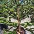 Araucaria Araucana trees also known as Monkey Puzzle Tree, available to buy online, many sizes and great prices for UK delivery.