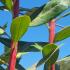 Arbutus Andrachnoides or Hybrid Strawberry Tree foliage and stem detail