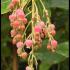 Arbutus andrachnoides evergreen tree with blush-pink buds transitioning to white flowers