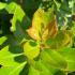 Glossy green leaves of Arbutus unedo