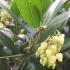 Arbutus Unedo evergreen shrub or tree with bell shaped flowers and edible fruits, buy UK