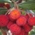 Ripe fruits of The Strawberry tree, botanical name Arbutus Unedo, Buy online UK