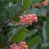 Arbutus Unedo Rubra, Pink Strawberry Tree for Sale Online UK