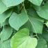 Aristolochia macrophylla with large, heart-shaped green leaves