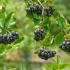 Purple Fruits of the Chokeberry Viking