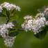 Aronia prunifolia Viking in flower