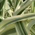 Arundo donax Aureovariegata with bold green and yellow striped leaves