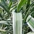 Arundo donax Aureovariegata with striking green and yellow striped foliage