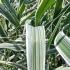 Arundo Donax Aureovariegata Giant Reed Variegata Grass