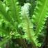 Asplenium Scolopendrium Angustatum fern showing new fronds 