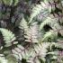 Athyrium Niponicum or the Japanese Painted Fern is available to buy from  Paramount Plants