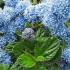 Ceanothus, Evergreen Shrubs, Paramount Plants and Gardens UK, specialist London garden centre and online shop, UK. 