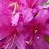 Azalea Obtusum Amoena - beautiful evergreen flowering shrub for sale online with UK delivery