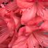 Azalea Blaauws Pink, evergreen Azalea with spectacular pink flowers in late Spring 