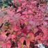 Azalea Daviesii autumn foliage with striking red and orange leaves