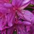 Azalea Girards Fuchsia - bushy, compact and an abundance of flowers