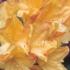 Azalea Golden Sunset - Deciduous Azalea hybrids producing  masses of fragrant flowers in June