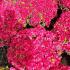 Azalea Hino Crimson plants clustered for maximum impact, flowering late Spring UK