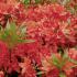 Azalea Hotspur Red, a deciduous azalea from the Knaphill (Exbury) hybrid group, buy online UK