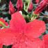 Azalea japonica Aladdin Scout evergreen shrub with pink flowers