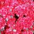 Azalea Japonica Hot Shot for sale online - delivered in UK