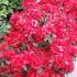 Azalea Japonica Hotshot Variegated, Flowering Shrubs, UK